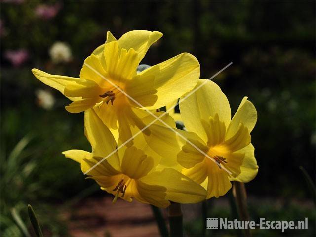 Narcis 'Tripartite'