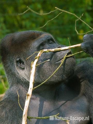 Westelijke laagland gorilla, met tak, Burgers Zoo 2 280709