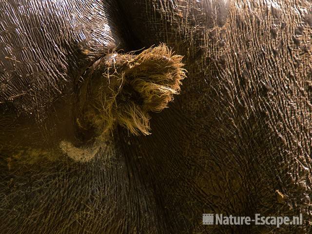 Dwergnijlpaard, detail oor, Burgers Zoo 1 280709