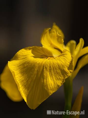 Gele lis, detail bloem, tB9 240510