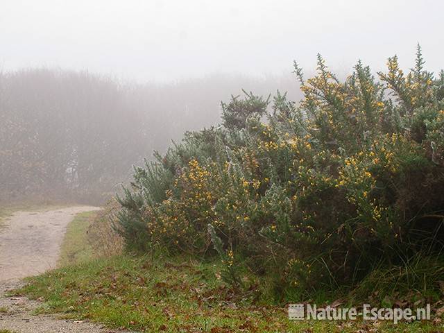 Gaspeldoorns, bloeiend, in mist, Zwanenwater 1 101111