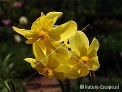 Narcis 'Tripartite'