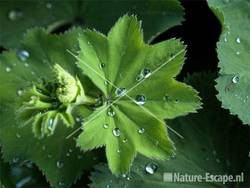 Vrouwenmantel blad met waterdruppels