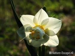 Narcis onbekend ras NHD Castricum