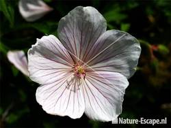 Geranium clarkei 'Kashmir White', detail bloem tW1
