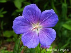 Geranium himalayense 'Irish Blue' tW5