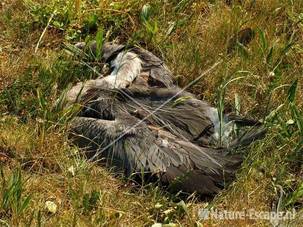 Blauwe reiger, dode vogel langs weg bij Noordzeekanaal