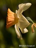 Narcis 'Chromacolor' Keukenhof 6