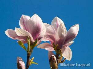 Beverboom, Magnolia, bloemen Zouweboezem, Sluis 1 100409