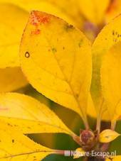 Enkianthus, verkleurd herfstblad, tB1 311010