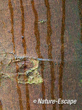 Sporen van water langs de vochtige stam van een esdoorn, AWD1 270112