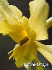Narcis tripartite, bloem, tB1 030512
