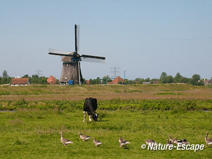 Landschap in de Kormmenieer Woudpolder, molen de Woudaap, Zwmp1 020612