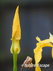 Gele lis, bloemknop, uitgebloeide bloem en deel van bloem tB1 070612