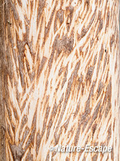 Es, detail vraatsporen aan boom, door damherten, AWD1 140113