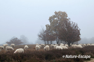 Schaap, schapen, kudde, mist, Ermelose Heide 3 161113