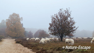 Schaap, schapen, kudde, mist, Ermelose Heide 2 161113