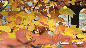 Beuk, gekleurd herfstblad, Speulderbos 161113