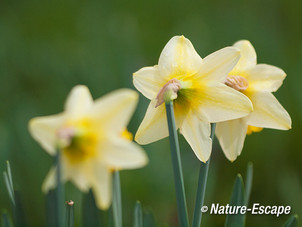 Narcis, narcissen, bloemen, bloei, variëteit, Wildrijk 4 220314