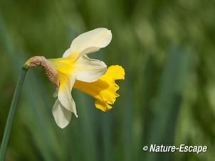 Narcis, narcissen, bloemen, bloei, variëteit, Wildrijk 1 220314