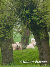 Schaap, schapen, tussen knotwilgen, Wogmeerdijk1 050414