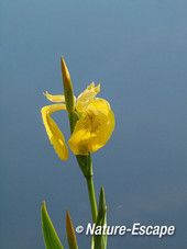 Gele lis, bloem, bloei, Zwanenwater 1 170514
