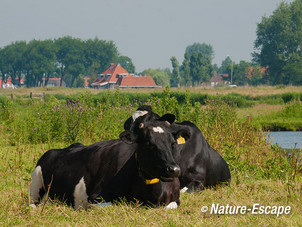 Koe, koeien, zwart-bont. Zwmp1 090614