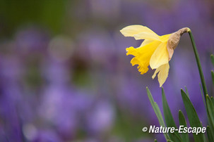 Narcis sp. bloem, bloeiende krokussen achtergrond, Marquette 140315