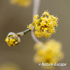 Gele kornoelje, bloemen, bloei, Jac P Thijssepark, Amstelveen 1 140315