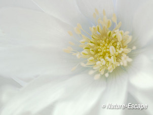 Blauwe anemoon, detail witte bloem, bloei, Marquette 1 030415