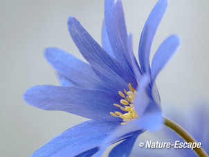 Blauwe anemoon, detail bloem, Marquette 3 030415
