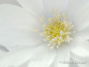 Blauwe anemoon, detail witte bloem, Marquette 2 030415