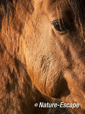 Exmoor pony, detail oog, NHD Bergen 6 281115