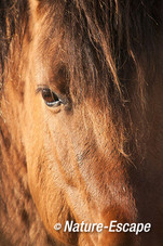 Exmoor pony, detail oog, NHD Bergen 2 281115