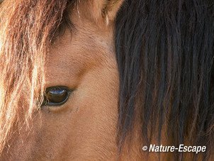 Exmoor pony, detail oog, NHD Bergen 1 281115