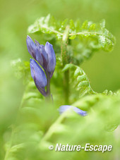 Boshyacint, bloemknoppen, tussen varenblad, Wildrijk 1 080515