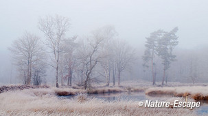 Bomen, in landschap, vorst, mist, Overasseltse en Hatertse Vennen5 291216
