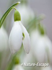 Sneeuwklokje, bloem, met druppel, Elswout 1 040317