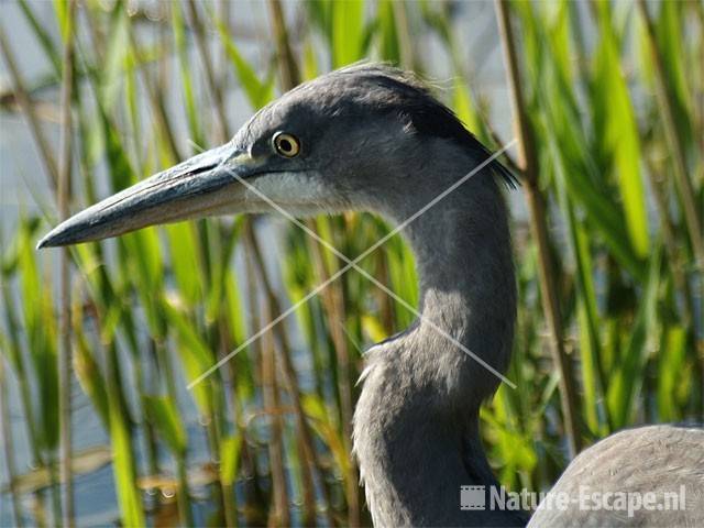 Blauwe reiger juveniel kop
