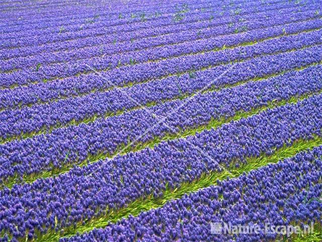 Bollenveld met blauwe druifjes 3