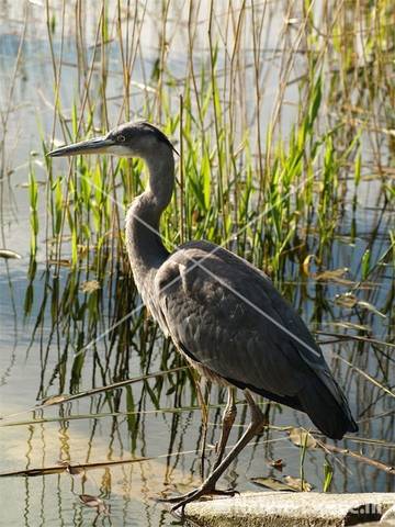 Blauwe reiger juveniel 13