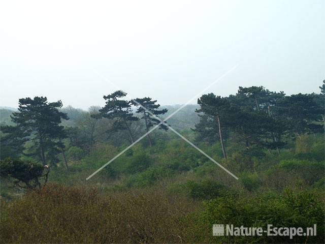 Heiig duinlandschap NPZK