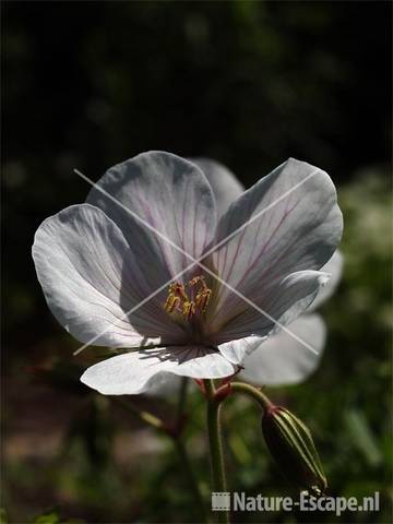 Geranium clarkei 'Kashmir White' 2