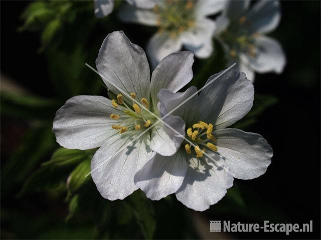 Geranium sylvaticum 'Alba' 2