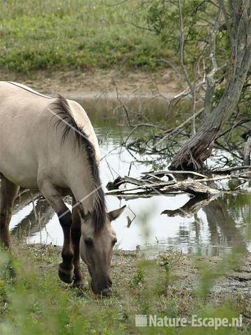 Konikpaarden bij Vogelmeer NPZK29