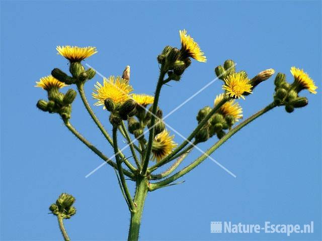 Moerasmelkdistel tegen blauwe lucht Zwanenwater