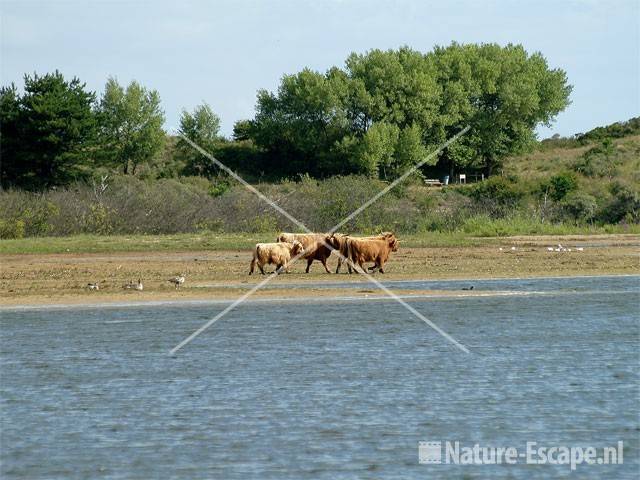 Schotse hooglanders bij Vogelmeer NPZK