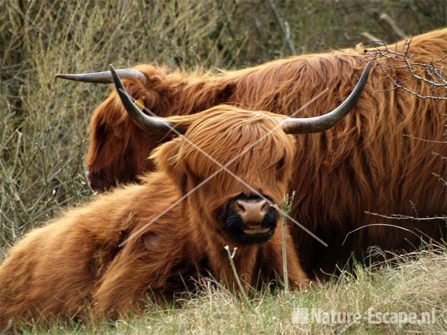 Schotse hooglanders NHD Heemskerk