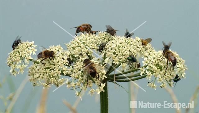 Engelwortel met veel insecten.