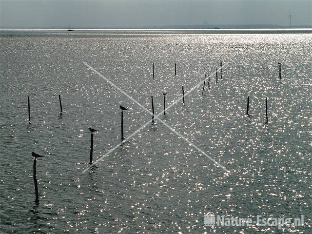 Fuikpalen met tegenlicht Markermeer 1